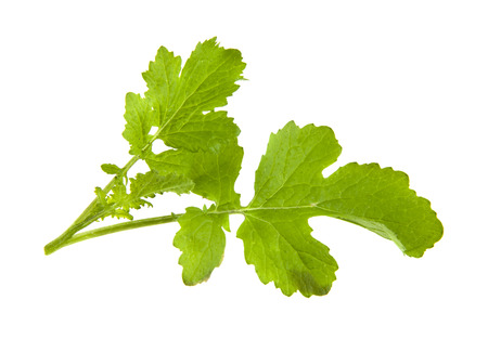 mustard leaves isolated on white backgroundの写真素材