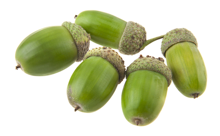 acorns isolated on white background closeupの写真素材