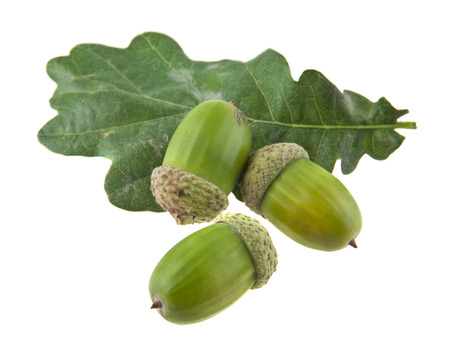 acorns isolated on white background closeupの写真素材