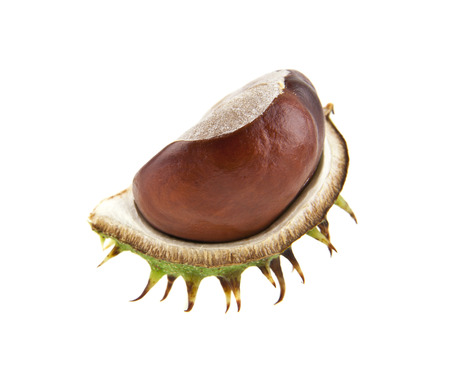 chestnut isolated on white backgroundの写真素材