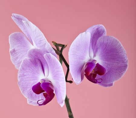 orchids on a pink backgroundの写真素材
