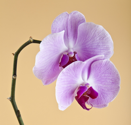 orchids on a beige backgroundの写真素材