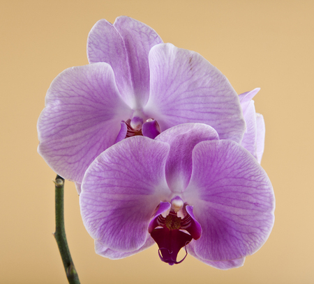 orchids on a beige backgroundの写真素材