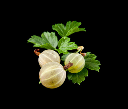 gooseberry on a black backgroundの写真素材