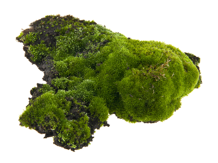 moss isolated on white backgroundの写真素材