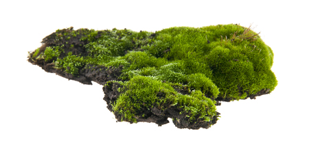 moss isolated on white backgroundの写真素材