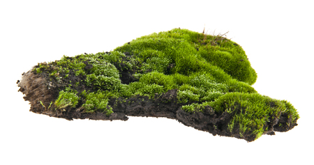 moss isolated on white backgroundの写真素材