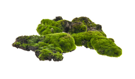 moss isolated on white backgroundの写真素材