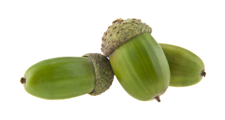 acorns isolated on white backgroundの写真素材