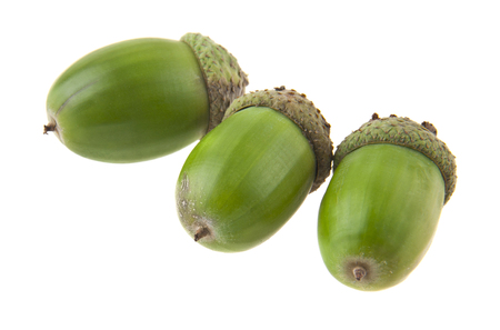 acorns isolated on white backgroundの写真素材