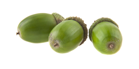 acorns isolated on white backgroundの写真素材
