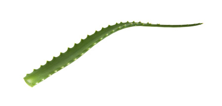 aloe isolated on white backgroundの写真素材