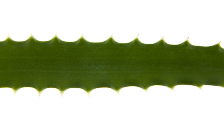 aloe isolated on white backgroundの写真素材