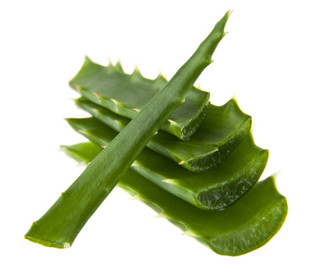 aloe isolated on white backgroundの写真素材