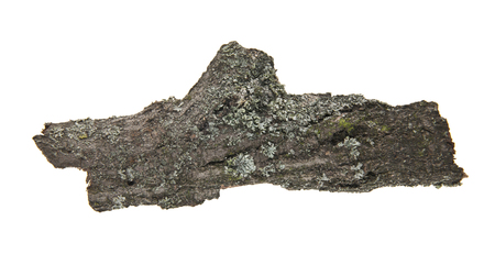 tree bark isolated on white backgroundの写真素材