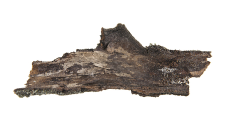 tree bark isolated on white backgroundの写真素材