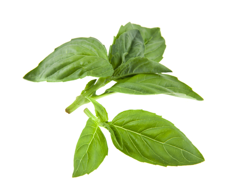 basil isolated on white backgroundの写真素材