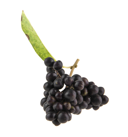 inedible black berries isolated on white background closeupの写真素材