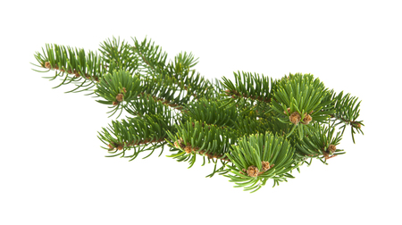 branch of Christmas tree isolated on white background close-upの写真素材