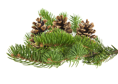 branch of Christmas tree with cones isolated on white background close-upの写真素材
