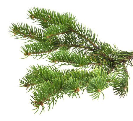 branch of Christmas tree isolated on white background close-upの写真素材