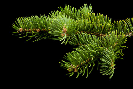 branch of a tree on a black background close-upの写真素材