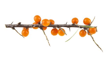 sea buckthorn isolated on white backgroundの写真素材