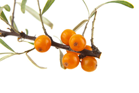 sea buckthorn isolated on white backgroundの写真素材