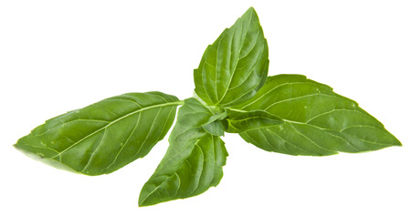 basil isolated on white background closeupの写真素材