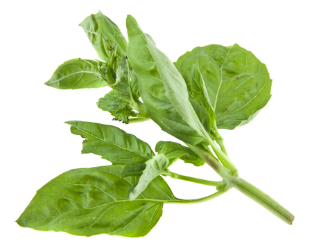 basil isolated on white background closeupの写真素材