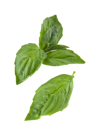 basil isolated on white backgroundの写真素材
