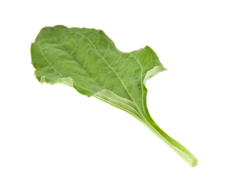plantain leaf isolated on white backgroundの写真素材