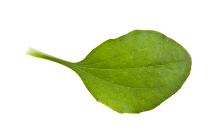 plantain leaf isolated on white backgroundの写真素材