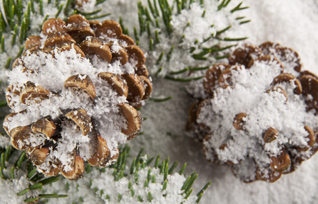 cones and branch of a tree in the snow close upの写真素材