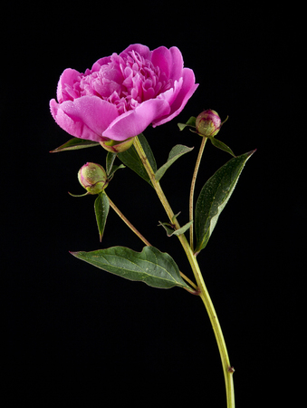 bouquet of peonies on a black background closeupの写真素材