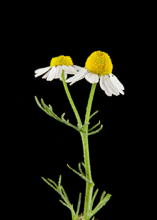 chamomile isolated on black backgroundの写真素材