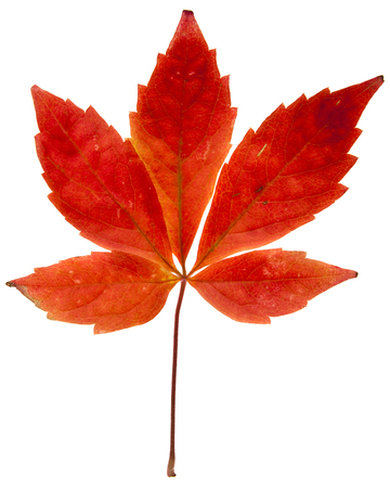 autumn leaves of grapes isolated on white background close-upの写真素材
