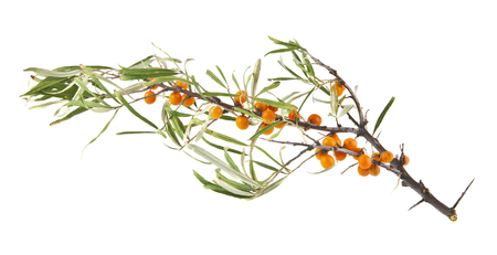 sea buckthorn isolated on white background closeupの写真素材