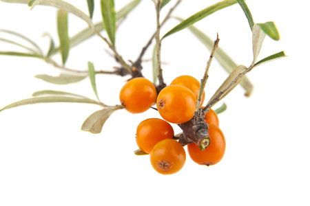 sea buckthorn isolated on white background closeupの写真素材