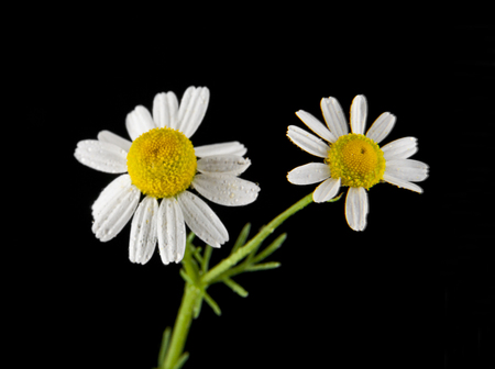 chamomile flowers on a black background closeupの写真素材