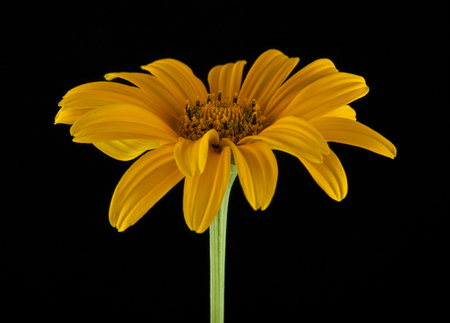 yellow daisy on a black background closeupの写真素材