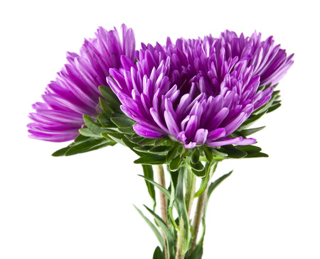 Aster isolated on white background closeupの写真素材