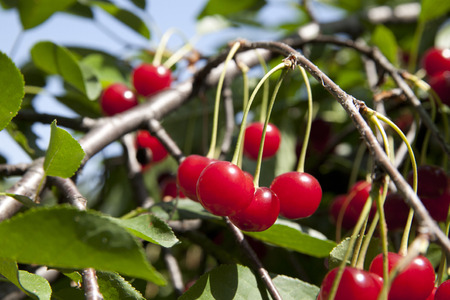 Cherry tree with juicy and ripe fruitsの写真素材