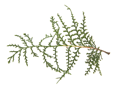 Twig branch isolated on white backgroundの写真素材