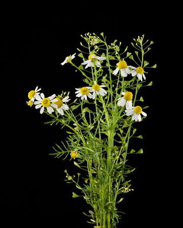Chamomiles on a black backgroundの写真素材