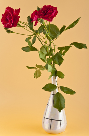 Red roses on a beige backgroundの写真素材