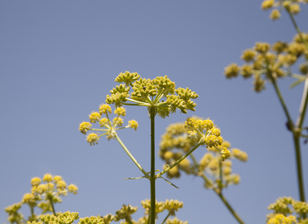 Dill flowers on the sky backgroundの写真素材