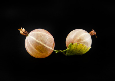 Gooseberries on a black background closeupの写真素材