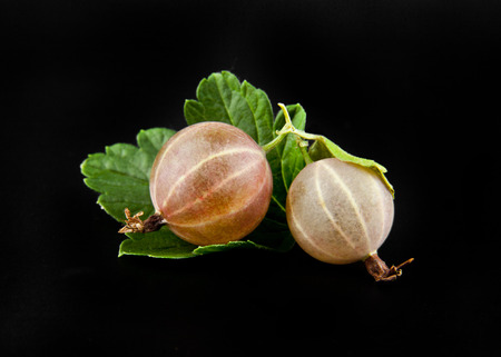 Gooseberries on a black background closeupの写真素材