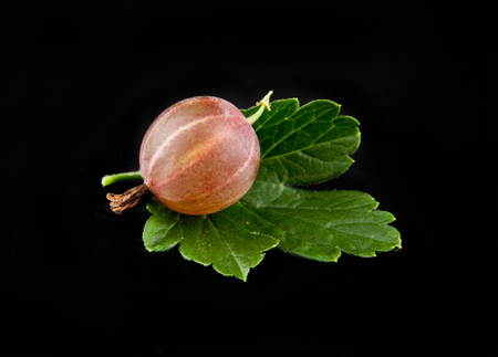 Gooseberries on a black background closeupの写真素材